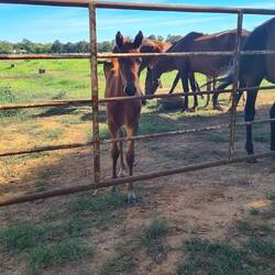 Es gibt 4 Fohlies. Eins war besonders neugierig🤩