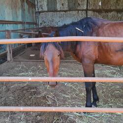 Ganz viele süße Pferdies