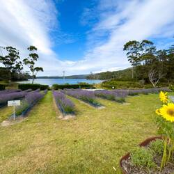 At Port Arthur Lavender — Port Arthur, TAS.