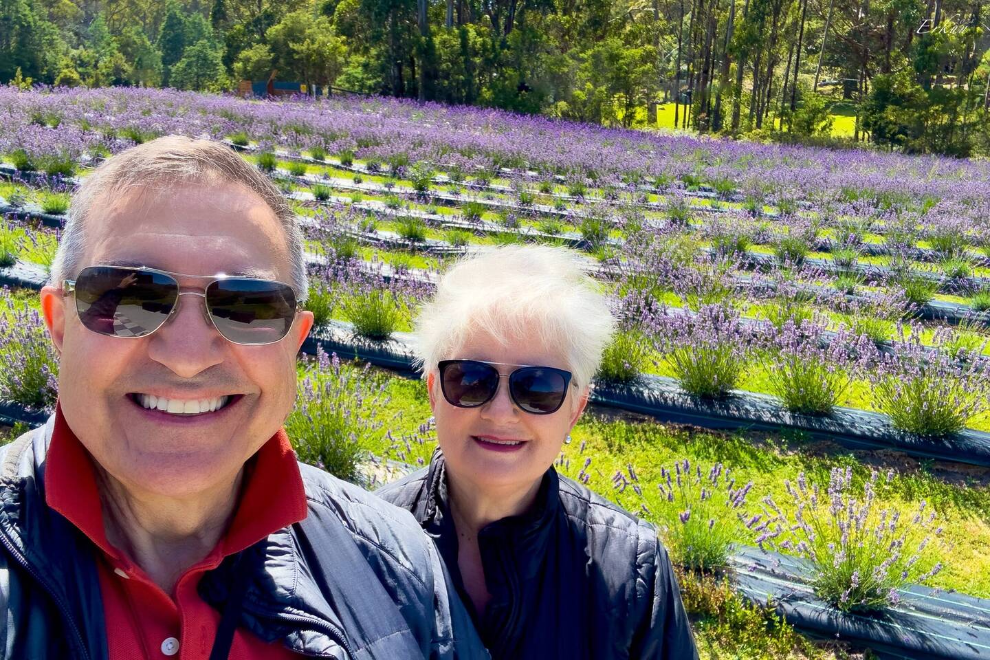 Yes, it was a "bit" windy!!! ... at Port Arthur Lavender — Port Arthur, TAS.