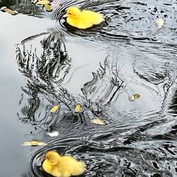 So süß 🐥🐥🐥