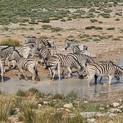 Und nochmal Zebras 🦓