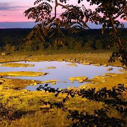 Wasserloch Halali Camp