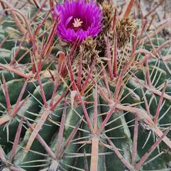 Tula - Garten am Eingang zum archäologischen Gebiet