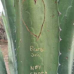 In Ermangelung von Baumstämmen - Agavenritzung 😔