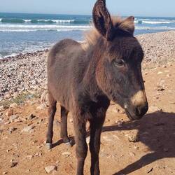 ..."unser" Eselbesuch am Abend
