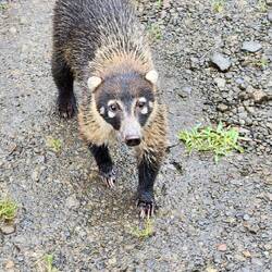 Kwati. It was very curious and came right up to the car. Their tails look like monkey tails