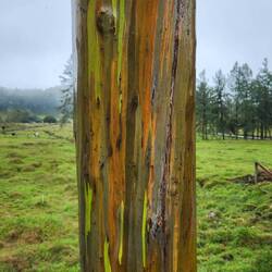 Rainbow Eucalyptus Tree. Each tree was like a painting. So beautiful