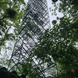 The Nest: 156 steps up to overlook the tree canopy