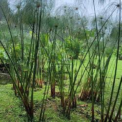 Looks like giant dill