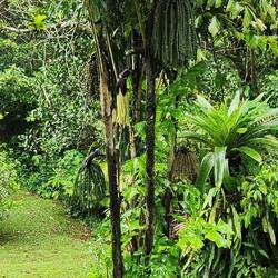 I named this the cheerleader tree!! Looks like the pom poms cheerleaders use