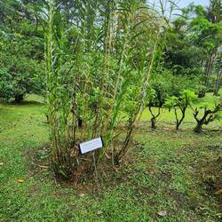 The orchids grow right at the top of the bamboo