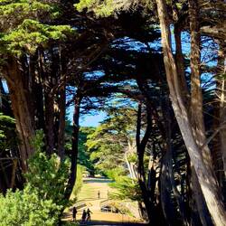 A green tunnel marks the entrance to Darlington — Maria Island, TAS.