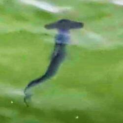 Ich war auch hier ... ein Hammerhai