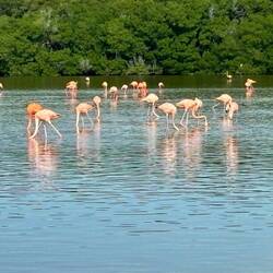 Flamingoes of every shade of pink/orange at Celestun Biosphere Reserve near Merida