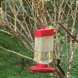The noise (humming) created by their flapping wings!