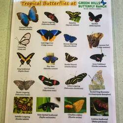 The main butterflies 'grown' at this ranch. So many in the wild around here too