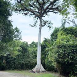 Ceiba tree (Bert and Elana for scale!) - most sacred to the Mayans