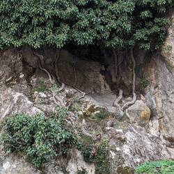 Wurzeln schlagen. So ist das gemeint.