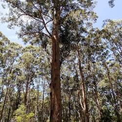 der Gloucester Tree, 50m hoch