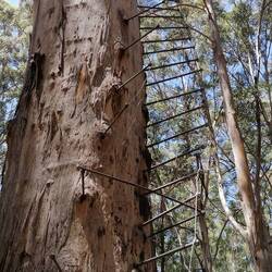 der spezielle Aufstieg