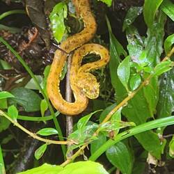The yellow eyelash viper. Check out those eyelashes😱