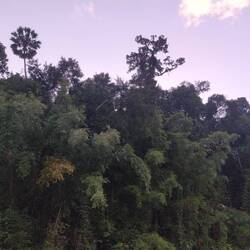 Good luck spotting the monkey