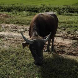 Die sind ganz friedlich