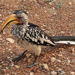 Ein frecher Nachbar 😁