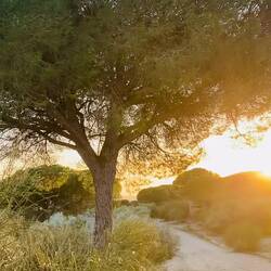 Heute mal nicht überm Meer 🌳🌳🌳