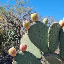 Im botanischen Garten