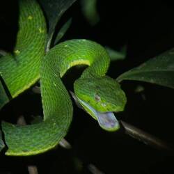 Our guide says this is so rare to see these vipers open their mouth. It was hunting.