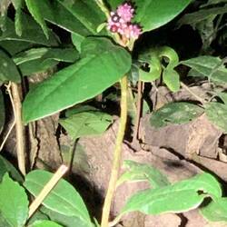 How the guides spot these creatures at night is unbelievable. They all work together to share finds