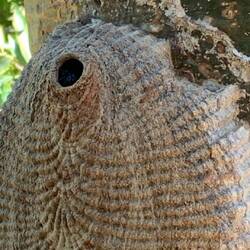 A bees nest Anthony spotted on a tree bordering the property