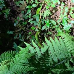 The second viper on the ground amongst the plants