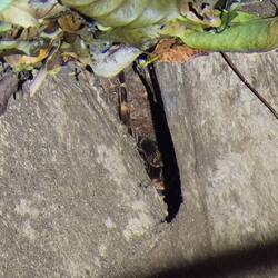 A large tarantula hiding. You can see a part of its hairy leg and body