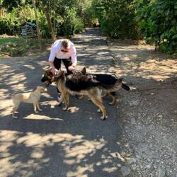 3 of the dogs accompanying us on our walk. They all love to play and playfight.