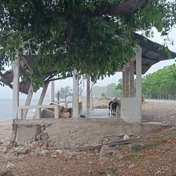 Even goats are seeking shelter, if tropical rain is starting. 😅