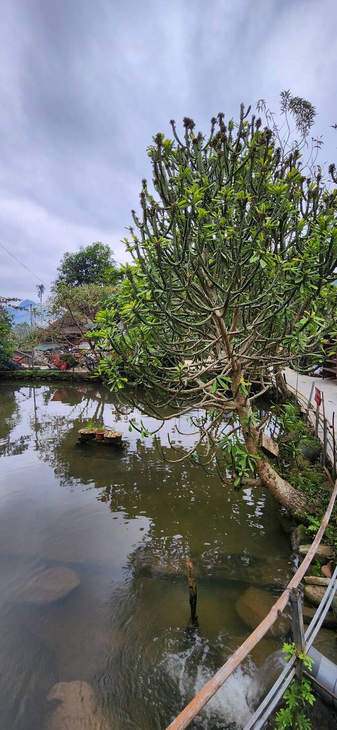 Pond at homestay