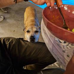 Es wird auch hier gebettelt, was das Zeug hält.