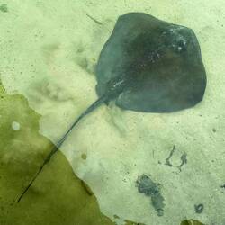 Stingray