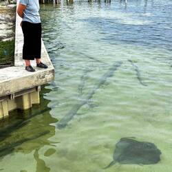 Helen checking out a stingray