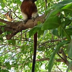 Mitten im Stadtpark Kapuzineraffen