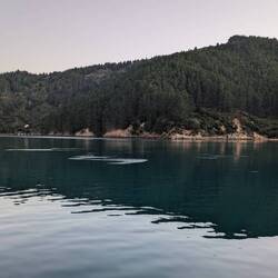 Only the fish making ripples