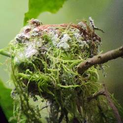 A hummingbird nest