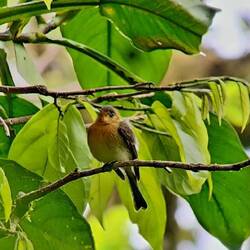 Another cute and colorful bird