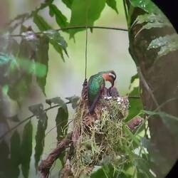 Momma hummingbird came back to feed her babies