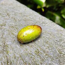 A rare type of avocado the animals eat in this area