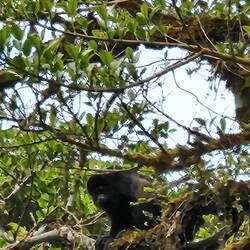 A howler monkey. They are so dark for photos, hard to see detail