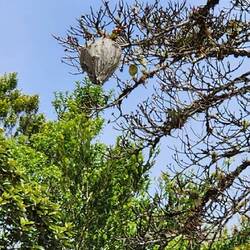 A wasp nest. Last night on the night walk our guide shared how some wasps can get to 1-4 in long🫨